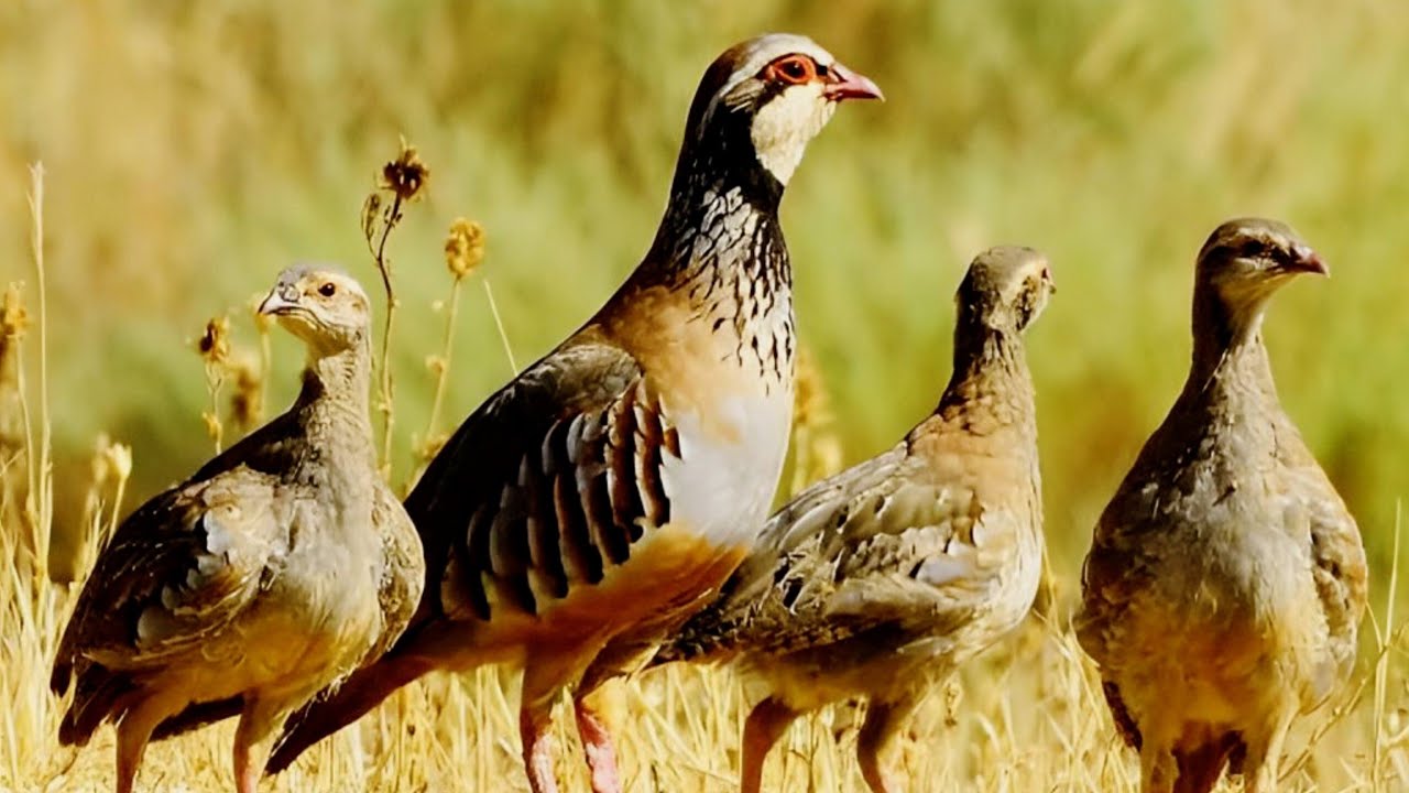 LA PERDIZ ROJA ESPAÑOLA: Ciclo, Depredadores y Gestión (Documental