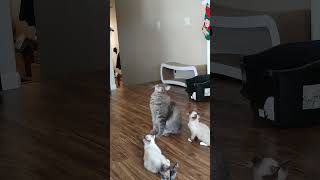 Meowses Vertical Jump