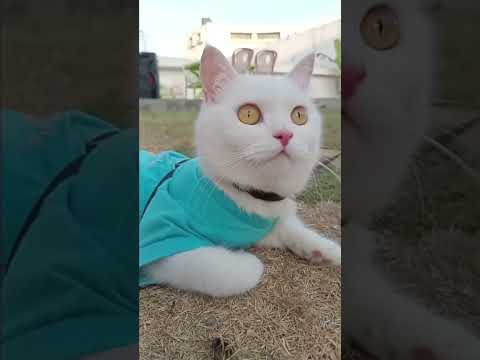#pets #catshorts #jimmysdailydrama #trendingshorts