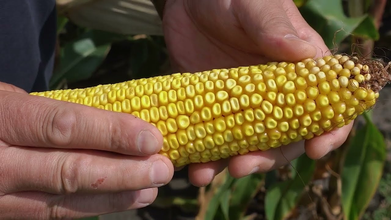 Естетікс ФАО 280 | Насіння кукурудзи IFAGRI