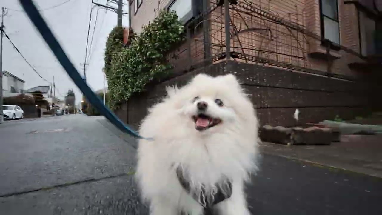 2026年3月4日水曜日　ポメラニアン？🐶　お散歩　テテ！