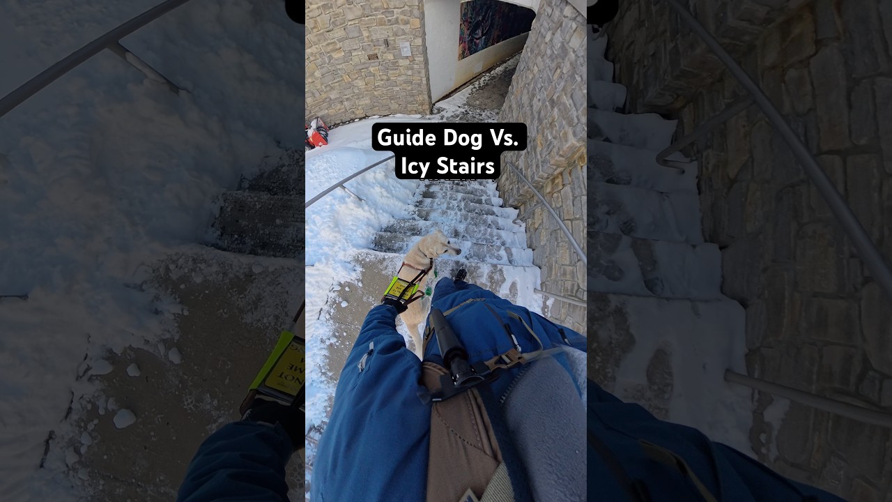 Собака-поводырь против обледенелых лестниц 