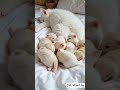 cute cat and kittens