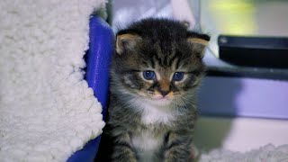 How to look after young kittens | Newborn kitten advice