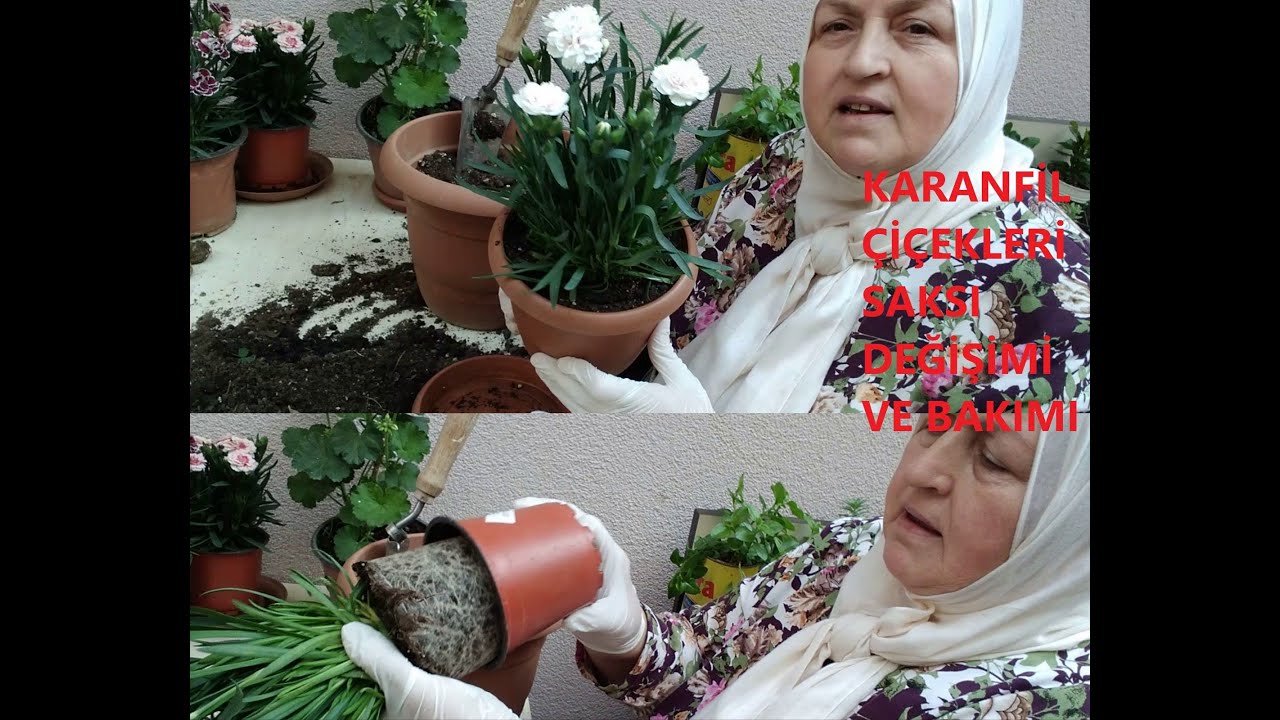 YENİ ALDIĞIMIZ KARANFİL ÇİÇEKLERİMİZİN SAKSI DEĞİŞİMİ VE BAKIMI NASIL YAPILIR ?
