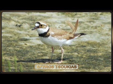 Ποταμοσφυριχτής Πουλί -