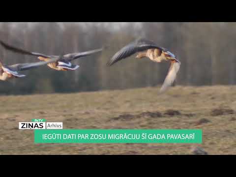 Video: Kā Vislabāk Cept Zosi