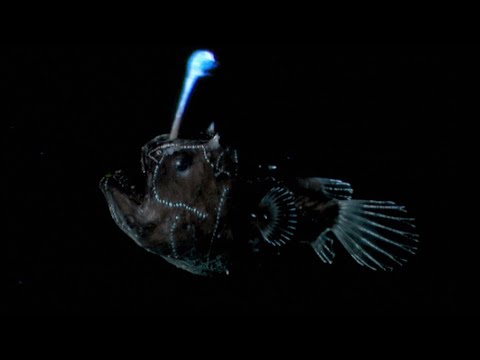 El fascinante mundo de los animales bioluminiscentes: ¡sorpréndete con sus luces en la oscuridad!