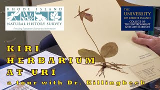 KIRI Herbarium at URI: A Tour with Dr. Killingbeck