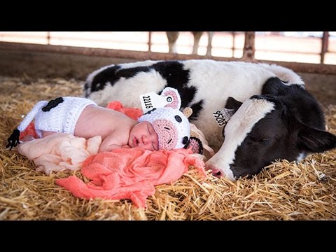 Worlds Largest Livestock Show Cute Baby Cattle Bulls Mounting Worlds Largest Livestock Show Cute Baby Cattle Bulls Mounting