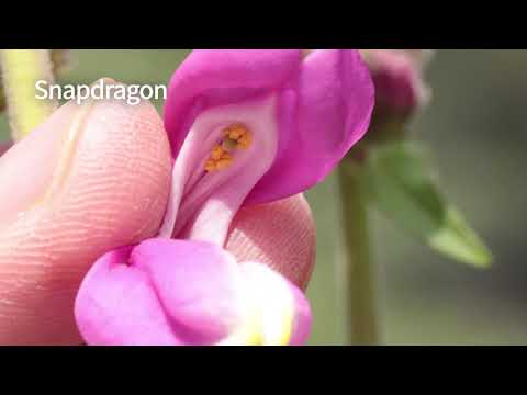 G05e Plant & Pollinator Coevolution