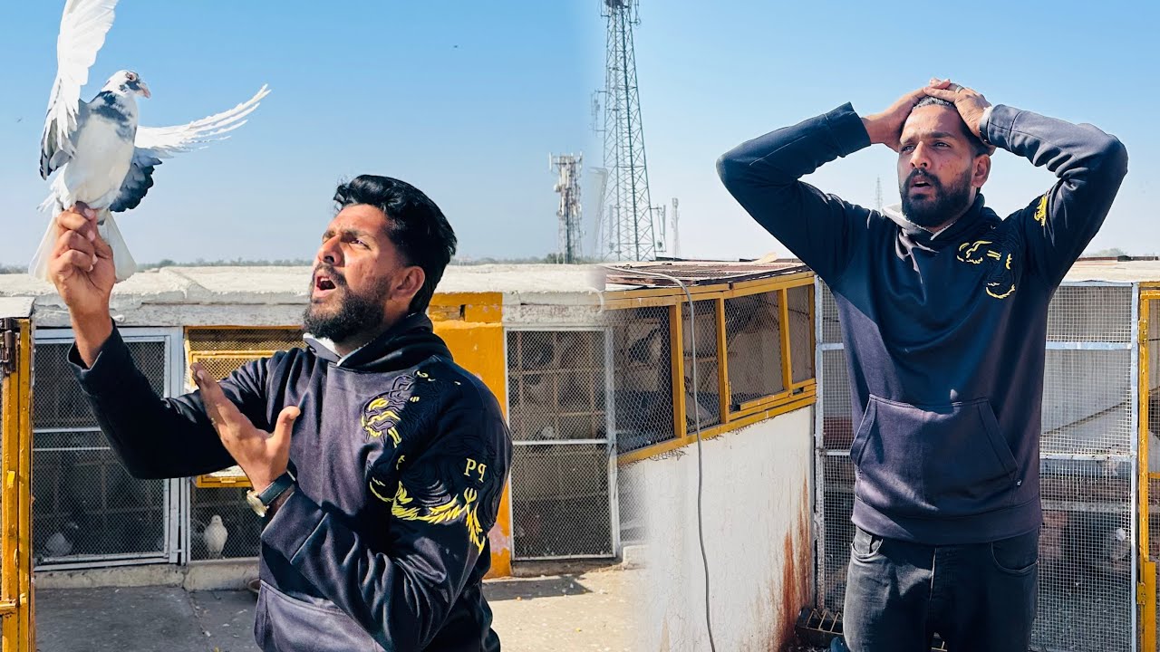 Racer kabutar 150kM se chore diye 3 aye Baki sab zaya hogye 😭😭