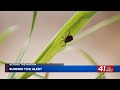 Tick bites surge as Lyme disease concerns grow nationwide