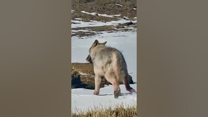 💢高原狼被挂铁丝网！The Tibetan wolf #wolf #animal 【跟着图尔去旅行】