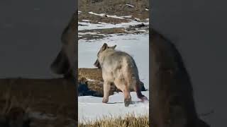 💢高原狼被挂铁丝网！The Tibetan Wolf #Wolf #Animal 【跟着图尔去旅行】