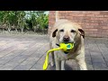 Labradorpug out the back garden and using diy games