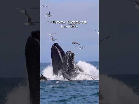 Где увидеть китов в России?