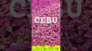 Cebu #pinayviajera #seafarer