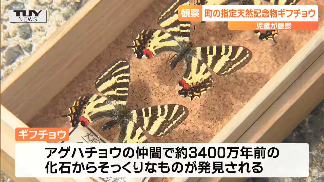 3400万年前も存在か「生きる化石」町の指定天然記念物のチョウ 児童が