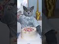 Giving honey cakes to warm the homeless funnycat catmemes trending