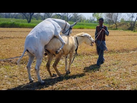 Excellent Donkey mating first time video