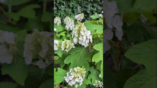 LOVELY HYDRANGEA!