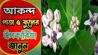 আকন্দ গাছের উপকারিতা || Akanda gacher upokarita|| @ Health Maintain ||