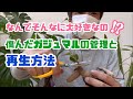 [冬の管理]ガジュマルが大好きなあな達に　とっても簡単再生