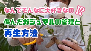 [冬の管理]ガジュマルが大好きなあな達に　とっても簡単再生