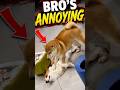 Dogs Teasing Each Other #pawventure #shorts