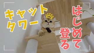 子猫キャットタワーではじめて遊ぶ様子が可愛い