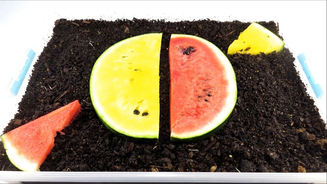 Worms VS Watermelon. TIMELAPSE YouTube