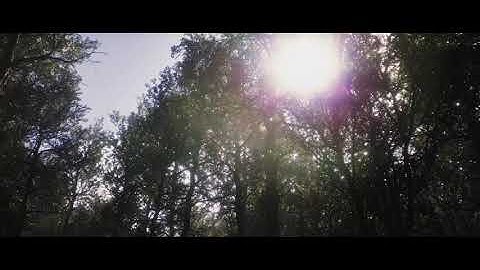 Unreal Engine 5 Forest Environment