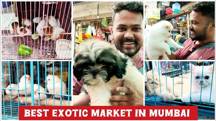 Watch the video about Exotic Pet Market in Mumbai | Animals | Birds Cats & More | Crawford Market Mumbai