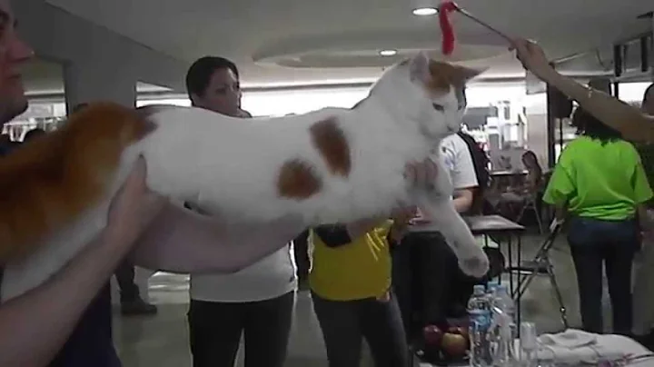 Watch the video about Expo Gato XLII Maine Coon Nominación para la Final