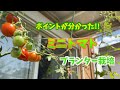 【プランター菜園】ミニトマト