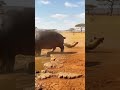 When Hippo Poop Strikes: Hyena Gets Unexpectedly KO&rsquo;d!
