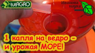 видео: СУПЕРКОКТЕЙЛЬ ДЛЯ ТОМАТА и ОГУРЦА: урожая завались! Примените 1 раз и собирайте урожай ведрами! картинка: СУПЕРКОКТЕЙЛЬ ДЛЯ ТОМАТА и ОГУРЦА: урожая завались! Примените 1 раз и собирайте урожай ведрами!