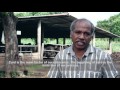 Social enterprise stories from Sri Lanka - Himalee Dairy, Maradankadawala, Sri Lanka