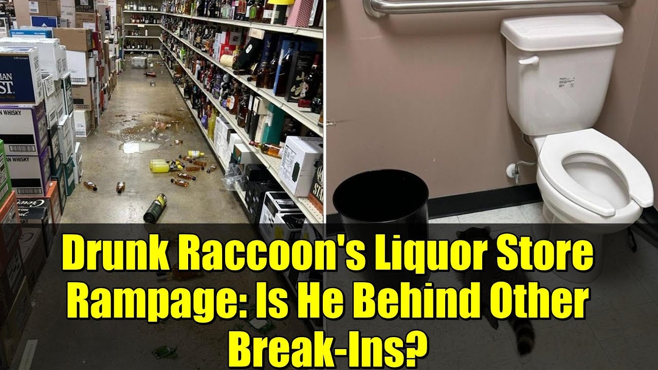 Бесчинства пьяного енота в винном магазине: стоит ли он за другими кражами со взломом? | Видео Tr...