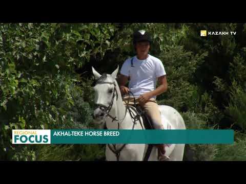 Video: Akhal-Teke Kuda Hypoallergenic, Kesihatan Dan Jangka Hayat