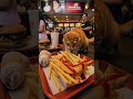 Kitten Born Inside a Bag of French Fries Is Living the Dream 🍟😻 #shorts #cats