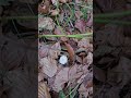 Forest fruits