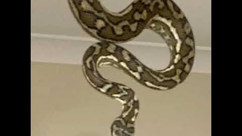 Massive python slithers out of ceiling inside family’s home