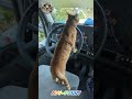 Funny orange cats #funnycats #2024