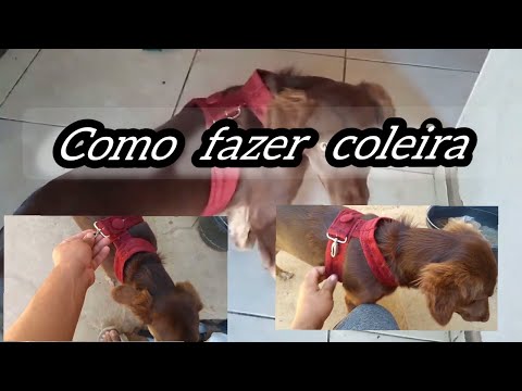 Vídeo: Como fazer o cabelo do meu pomeranian fofo