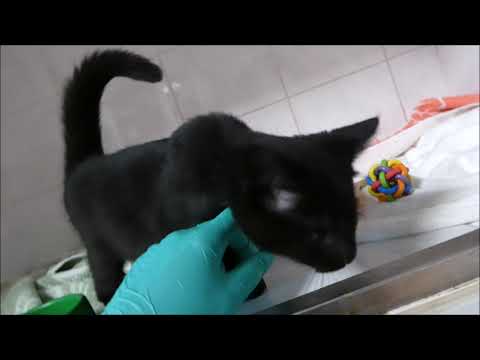 Video: CPR Pro Kočky A Koťata Video A článek
