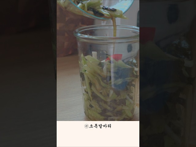 오이수확 오이미역냉국 시골맛집 #시골생활 #5도2촌 # #전원생활 #오이수확