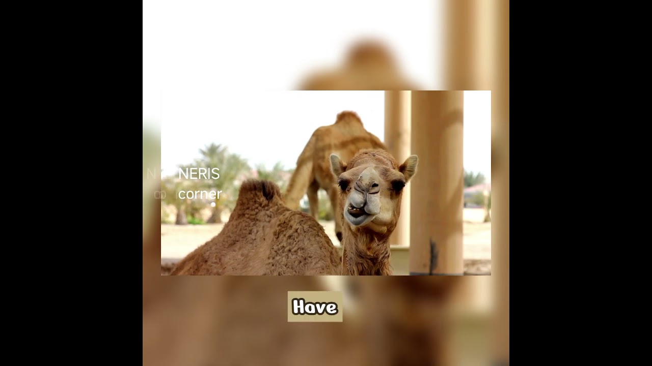 04-02-2026 | morning with NƐ尺ɪΛн | NERIS CORNER