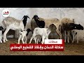 ولودة وتعيش بجميع المناخات كساب يجد في سلالة الدمان حلا لإنقاذ القطيع الوطني ومواجهة تداعيات الجفاف mp3
